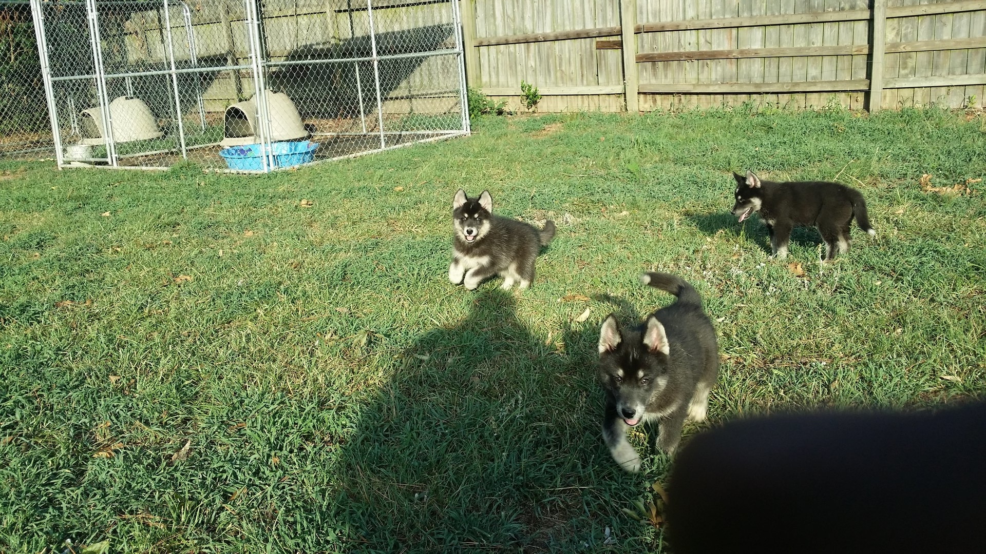 Home MY HUSKY ZONE KENNEL